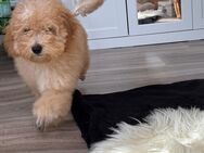 Toypudel Welpen Pudel Zwergpudel Weibchen Mädchen - Crimmitschau