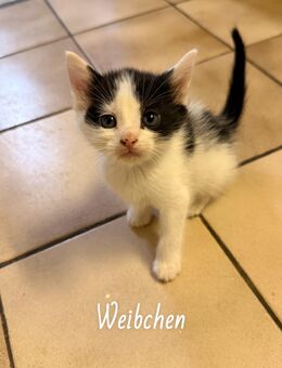 Babykatze in liebevolle Hände zu vermitteln - Merzig