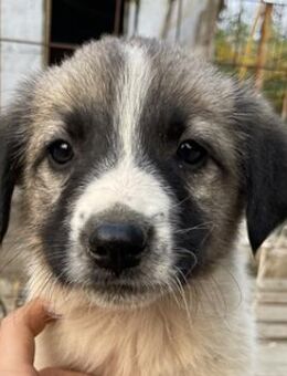 Grace, geb. ca. 08/2022, Griechenland - Markdorf