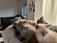 BKH KITTEN - Ganderkesee