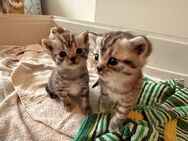 Süße BKH-Mix Katzenbabys-Jetzt geboren! - Gaggenau
