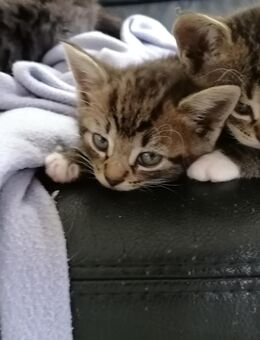 Super süße Bkh mix Kitten, Katzenbabys, ab 23.7. abzugeben - Hamburg Harburg