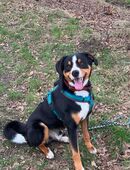 Deckrüde Appenzeller Sennenhund in 27449