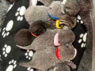 Bkh Britisch Kurzhaar Kitten (Blue) - Ahaus