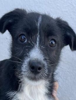 Phoebe, geb. ca. 08/2025, GRIECHENLAND - Euskirchen