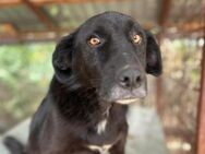 Menschenbezogener Traumhund Dacapo - Kallmünz