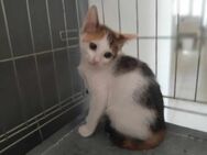 Luna, lebhaftes Katzenmädchen, 4M 85591 - Vaterstetten