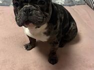 Französische Bulldogge Chester, 1 Jahr alt + viel Zubehör, sucht liebevolles Zuhause - Melsungen