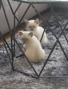 Siam Kitten abzugeben geboren am 16.08.2025 - Dresden