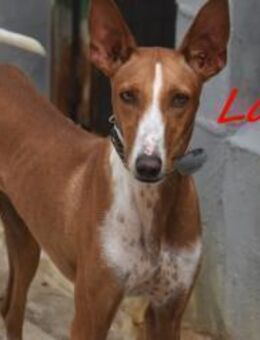 Lola4 herzzereißende Geschichte 8/24 ESP - Ruppertsecken