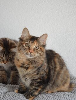 Kurilian Bobtail Kitten Katzenbaby Katze - Mosbach