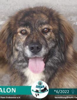 Avalon - 06/2022 - Leimen (Baden-Württemberg)