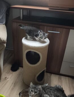 Main coon kittem - Kemnitz