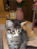 4 Zauberhafte Tiger-Kitten suchen liebevolles Zuhause in 40789