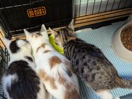 Süße Katzen-Babys ( zu sofor) - Höxter