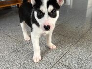 Husky Welpen zu Verkaufen! - Welver