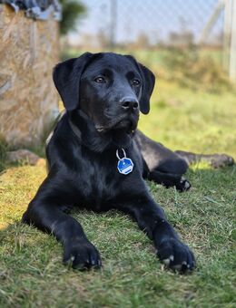 Labrador Mischling 1Jahr - Zörbig
