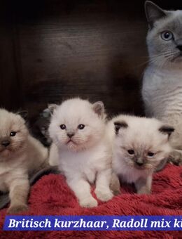 Britisch kurzhaar ×Radoll mix kitten - Fehrbellin