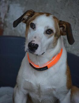 🧡LEWENT - GUCK MAL WIE TOLL ICH BIN!🧡 - Alfeld (Leine)