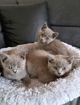 BKH Katzen British Kurzhaar Katzen mit Stammbaum - Syke Zentrum