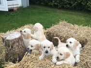 Golden Retriever Welpen - Marktredwitz