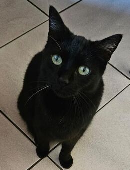 Coco in Mannheim sucht ihr Glück (SD) - Geisenheim