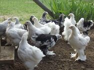 4 +4 Brahma Küken große Rasse 3 Hähne und 1 Henne nur zusammen abzugeben - Waldbüttelbrunn