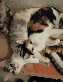 Main-coon-mix katzenbabys - Bad Friedrichshall