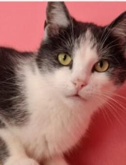 Henry Freundlicher Kater sucht Familie - Unterföhring