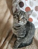 2 EHK Kitten (m/w) entwöhnt, stubenrein und bestens sozialisiert in 78315