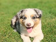 Australian Shepherd Welpen - Cloppenburg