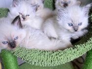 Ragdoll Kitten - Willich