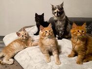 Reinrassige Maincoon XXL Kitten !! - Halle (Saale)