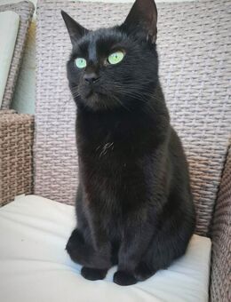 Leopold sucht sein für immer Zuhause - Rostock Schmarl