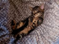 Baby kitten ( Bengel/Chelenty tiffany langhaar katze) - Schutterwald