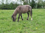 Grulla Irish Cob x Konik - Calden
