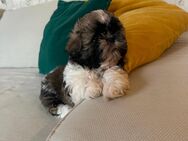 Shih Tzu Welpen - Pfaffenhofen (Ilm)