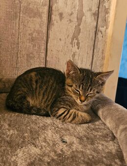 Katzen Baby - Hamm