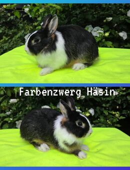 schöne Zwergkaninchen Häsin abzugeben, 14 Wochen alt - Gelsenkirchen Ückendorf