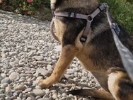Layla; pure Lebenslust im Rampenlicht - Geilenkirchen
