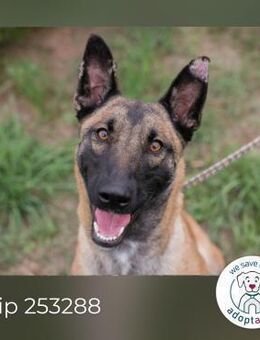 Chip 253288: Sucht ein Zuhause - Kirchzell