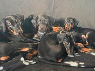 Dobermann Welpen - Ahrensburg