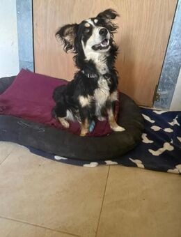 Josie - Recklinghausen