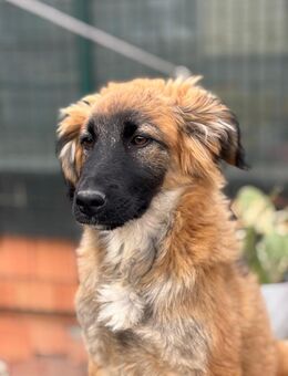 Cooper Ein kleiner Abenteurer - Eixen