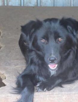 Tilla ist eine Herzenshündin 🐾 - Elsdorf (Nordrhein-Westfalen)
