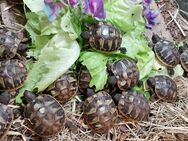 Griechische Landschildkröten NZ - Burg Stargard