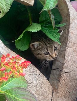 Kitten, Kätzchen, Babykatze, Katze - Verl