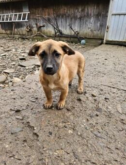 Kleine Mali - bereit für ihr neues Leben - Chemnitz