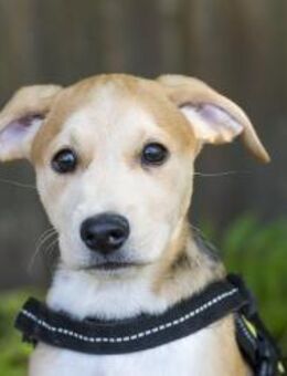 Bailey, Rabauke sucht Zuhause - Puchheim