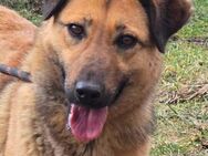 ♥️KAYA ist ein Traum von einem Hund ♥️ - München